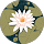 Christina Chae profile picture