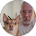 adam sherman profile picture